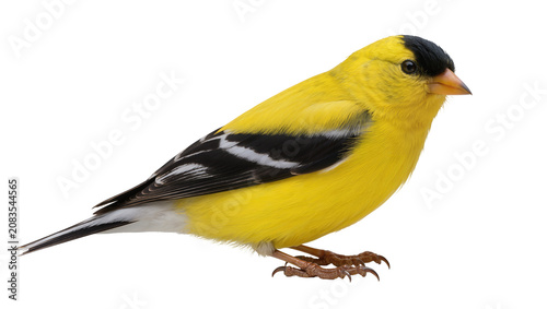 Canvas-taulu American Goldfinch bird with black cap and wings