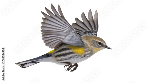Valokuva Yellow-rumped warbler in flight with wings spread
