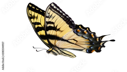 Yellow Tiger Swallowtail Butterfly with Black Stripes and Blue Spots