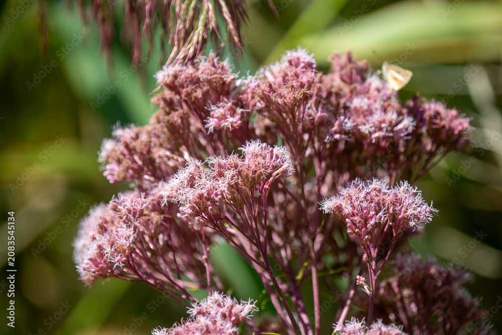Fototapeta premium Spotted Joe‑Pye Weed (Eutrochium maculatum) in Natural Ontario Summer Habitat