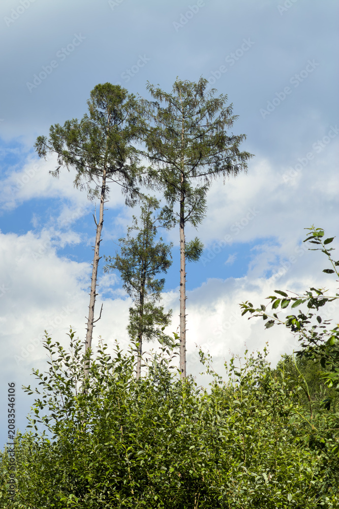 Fototapeta premium Three trees against the clouds.