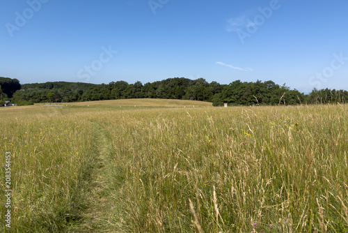 Trail through the tall grass
