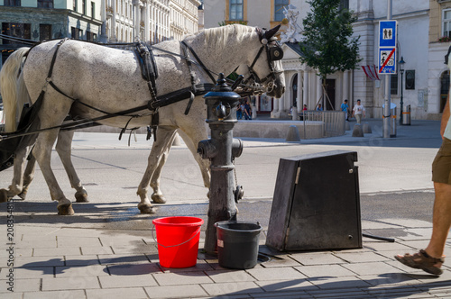 Quadro su tela Fiaker horse at the hydrant