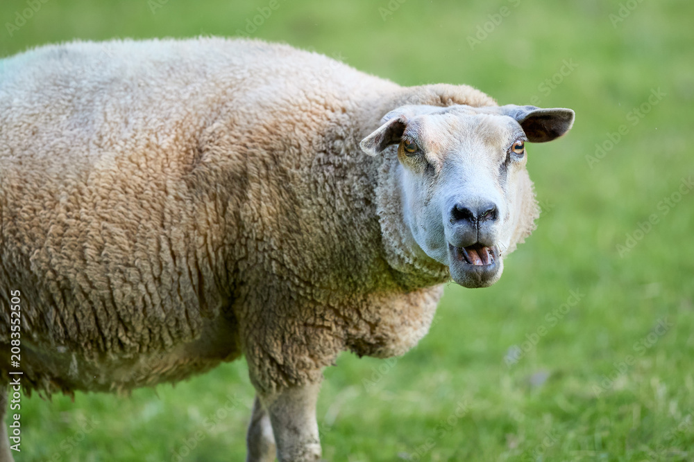 Obraz premium A curious sheep bleats loudly in a vibrant green pasture, looking directly at the viewer with an open mouth, showcasing its thick, creamy wool.
