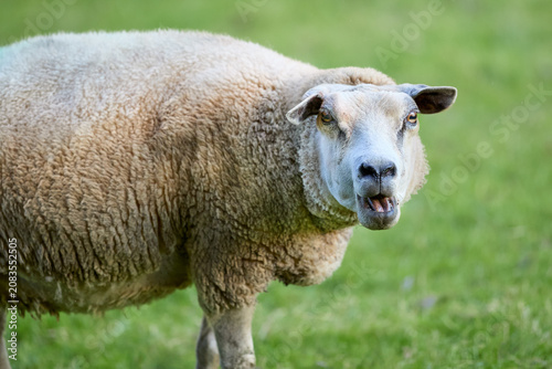 Bild auf Leinwand A curious sheep bleats loudly in a vibrant green pasture, looking directly at the viewer with an open mouth, showcasing its thick, creamy wool