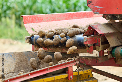 Freshly harvested potatoes are sorted and transported on a conveyor belt, showcasing the efficiency of agricultural machinery during the farming process.