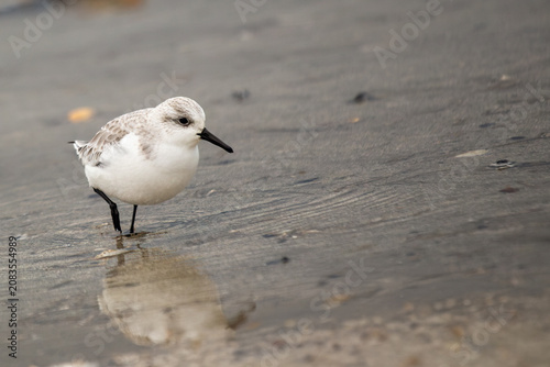Photography Sanderling on wet sand with reflection