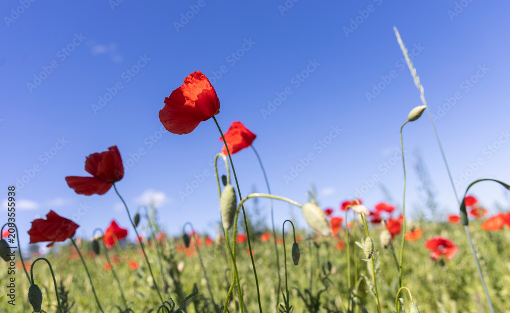 Obraz premium Beautiful red poppy flowers in a green summer field against clear blue sky