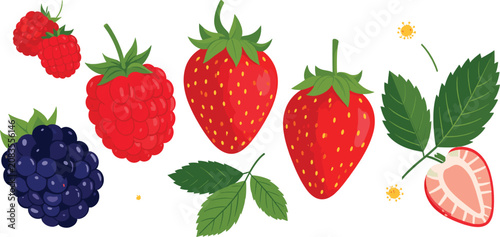 Fresh Berry Fruit Vector Illustration Set with Ripe Strawberries Raspberries Blackberries Slices Green Leaves and Blossoms Isolated on White Background