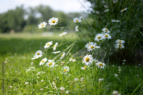 marguerites dans la nature en été	