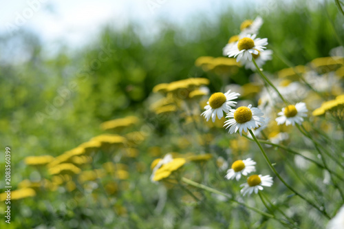 marguerites dans la nature en été	