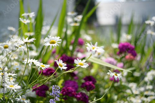 marguerites dans la nature en été	