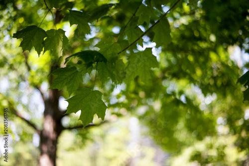 les feuilles d'un érable	
