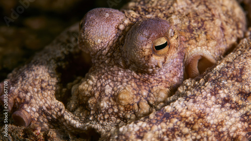 An octopus is resting on the ocean floor during the day. Its unique texture and color blend with the surroundings. The water is clear, allowing a good view of the sea life nearby