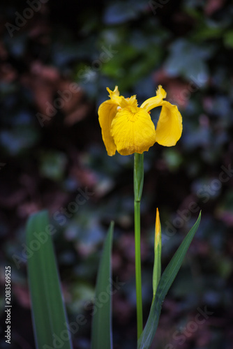 Картината върху платно Yellow Flag Iris 10345