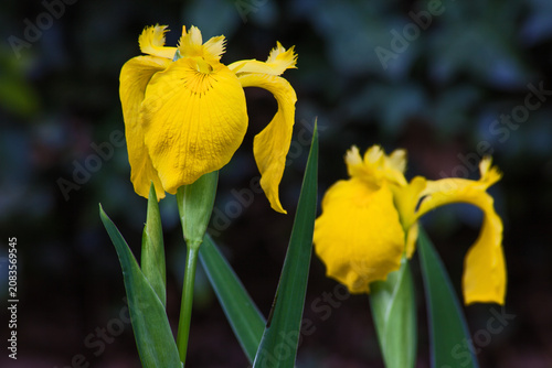 Schilderij op canvas Yellow Flag Iris 10347