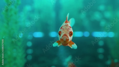 A beautiful aquarium fish in a restaurant interior