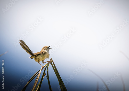 A Plain Prinia (Prinia inornata) perched on the tip of a grass blade with its beak open in song against a soft blue sky. Minimalist wildlife image featuring natural behavior.