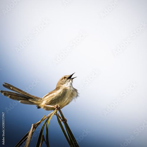 A Plain Prinia (Prinia inornata) perched on the tip of a grass stem, singing with its beak open against a soft blue sky. Minimalist wildlife composition with extensive negative space.