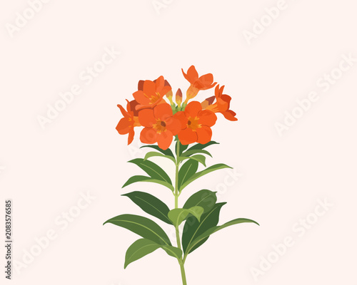 Bright orange cluster flowers with green leaves on transparent background