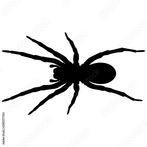 Black and White Wolf Spider Silhouette Vector Illustration Minimalist Style