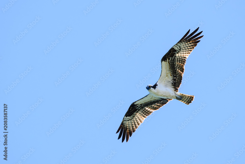 Fototapeta premium Osprey Pandion haliaetus hunts with wings spread and feather detail against blue sky