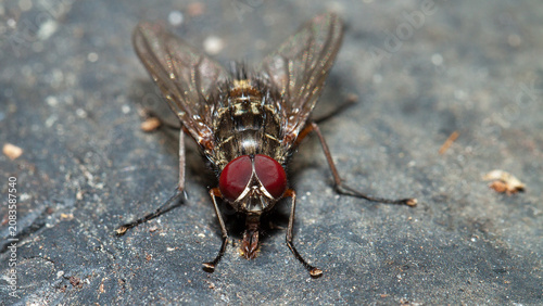 Fotografia close up of a fly
