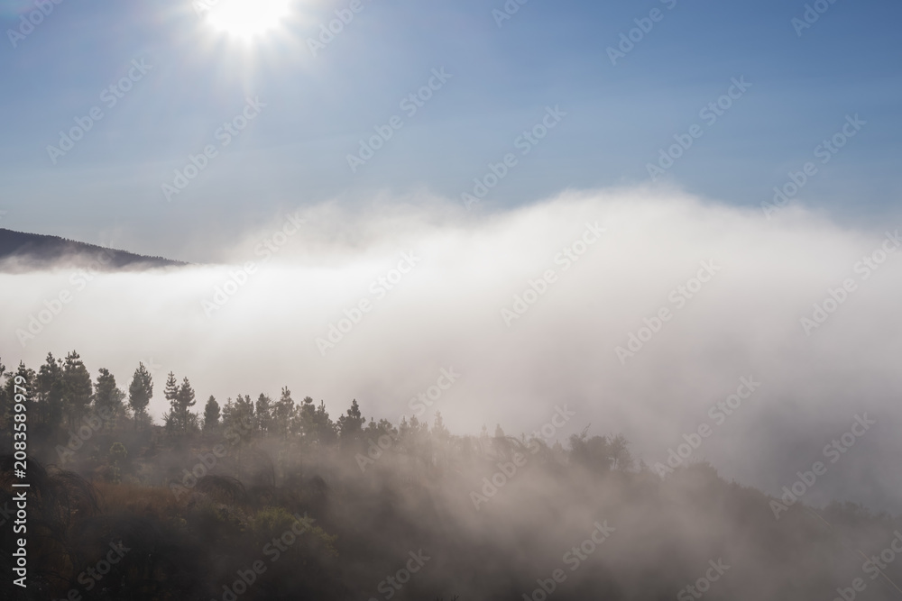 Naklejka premium Views of Teide National Park with volcanic terrain, mountain road, morning clouds and recovering forest in Tenerife, Canary Islands.