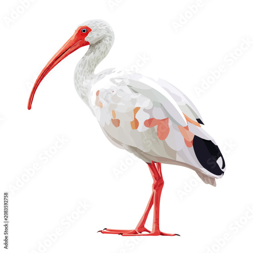 Bild auf Leinwand Flat 2D Ibis vector illustration, icon graphic on white background