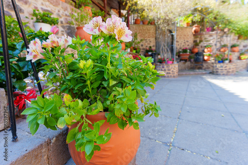 Beautiful Blooming Flowers in Terracotta Pots at Taxiarches Monastery Lesbos