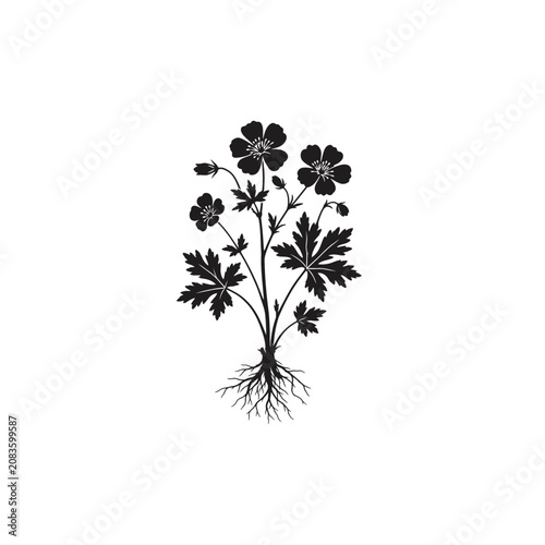 Pressed Wild Geranium Specimen