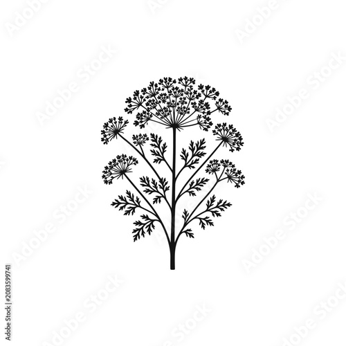 Pressed Queen Annes Lace Specimen