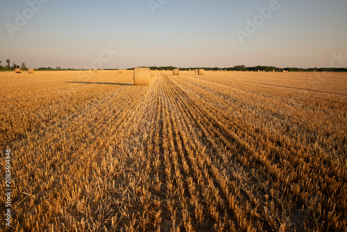 Harvesting wheat in Bekes, Hungary during the evening light shows round bales in the golden landscape