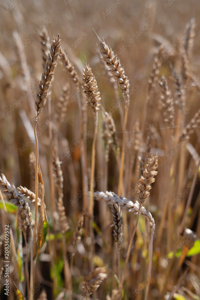 Obraz premium Golden Wheat Ears Glowing in Sunset Light on Summer Field.