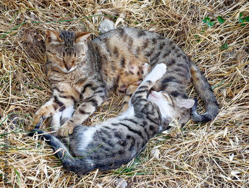 Mother and kitten