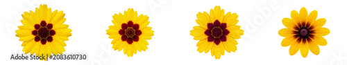 Konstfotografi Set of Yellow Coreopsis and Black-Eyed Susan Flower Heads Isolated on White Back