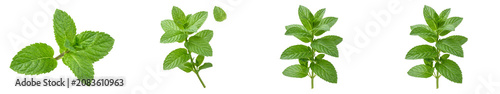 Photos isolated set of -green mint levees  isolated on white background high quality stock image photo
