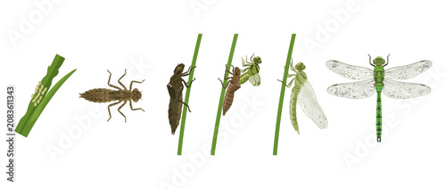 Bild auf Leinwand Dragonfly Life Cycle: Eggs, Larva, Pupa, and Adult Insect Stages