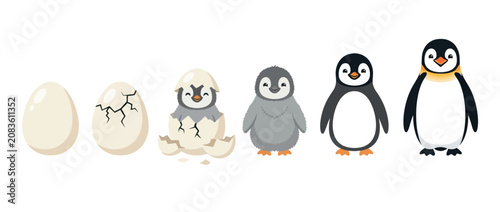 Obraz na płótnie Penguin Life Cycle Stages: Egg, Hatching, Chick, Juvenile, Adult