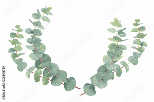 eucalyptus sprig watercolor illustration on white background
