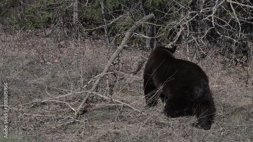 Black bear in the spring in the Canadian Rockies