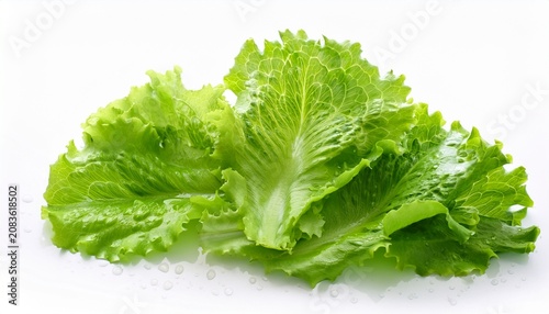Fresh Green Lettuce Leaves With Water Drops Isolated On White Background Healthy Organic Salad Vegetable Ingredient For Cooking