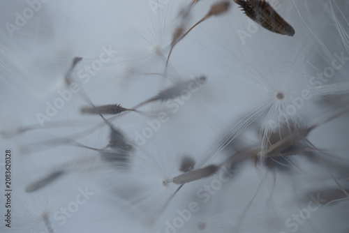 Konstfotografi Macro close-up of fine threads of dandelion seeds in soft gray tones, shallow focus and airy, natural texture