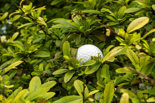 Fotografie White golf ball trapped in green shrub bad lie concept