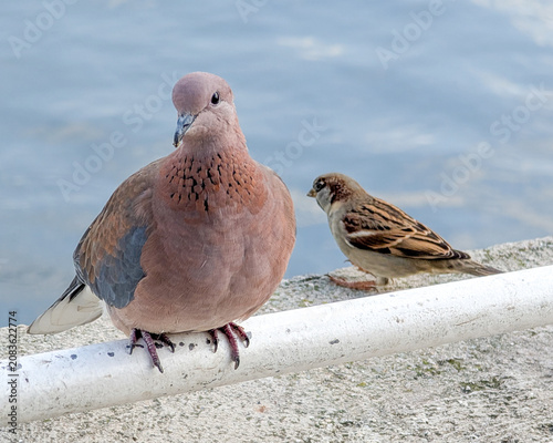 Принти на полотні Laughing Dove (or palm dove) Spilopelia senegalensis perched on a railing beside
