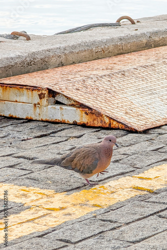 фотографія Laughing Dove (or palm dove) Spilopelia senegalensis perched on a railing beside