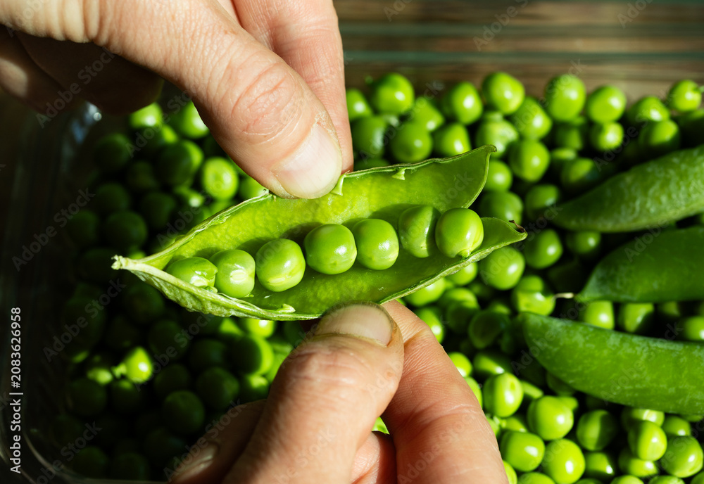Fototapeta premium fresh green peas close up eco gardening