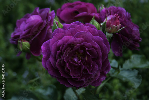Fotografie "Ebb Tide" rose