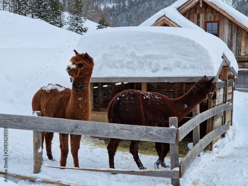 Zwei braune Lamas im Schnee