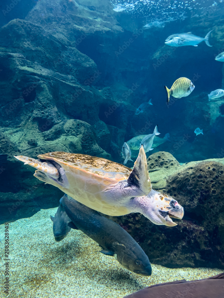 Obraz premium Loggerhead sea turtle gliding through a rocky aquarium habitat surrounded by Mediterranean fish. Concept of ocean conservation, aquatic wildlife and marine education.